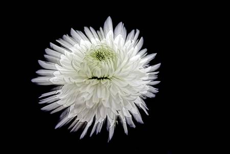 Chrysanthemum 