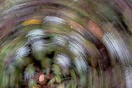 Clematis seed heads