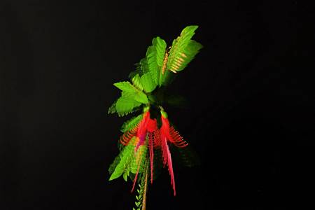 Fuchsia 