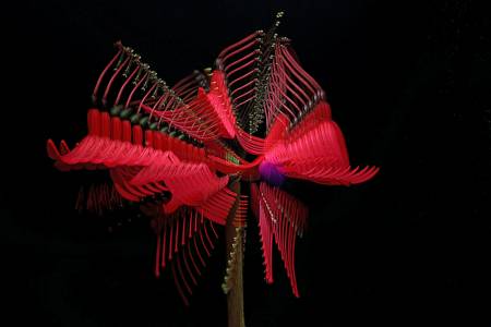 Fuchsia 