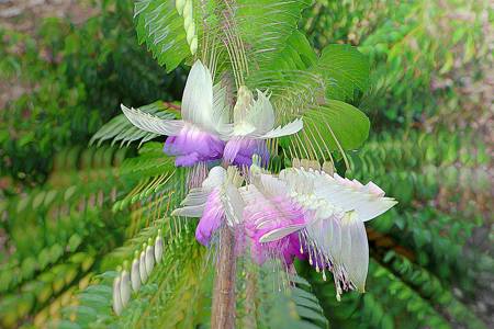 Fuchsia