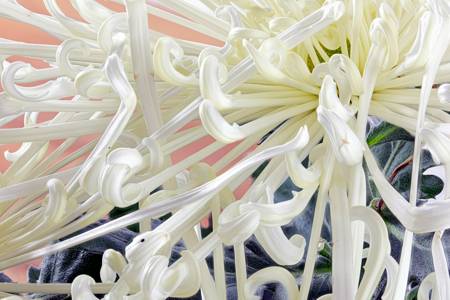 Chrysanthemum