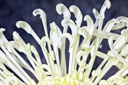 Chrysanthemum