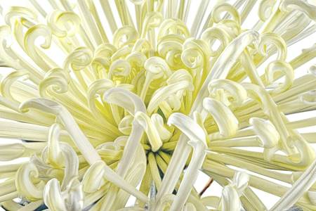 Chrysanthemum  