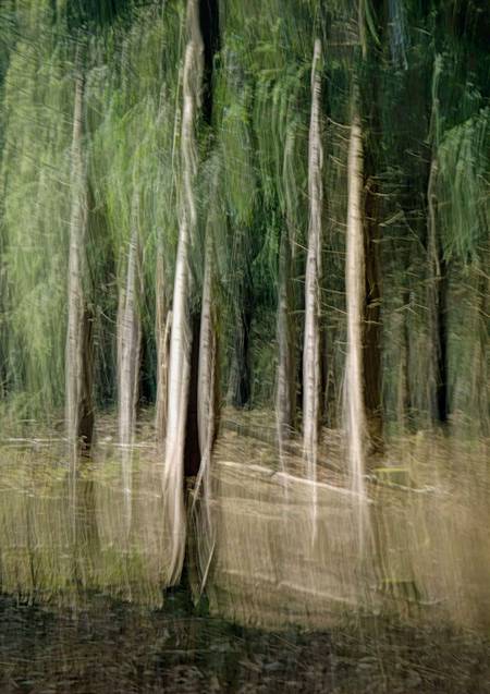 Trees