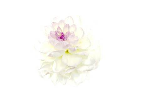 Dahlia 