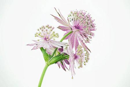 Astrantia 