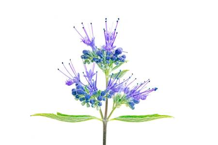 Caryopteris 