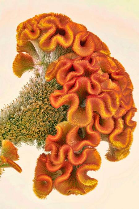 Celosia