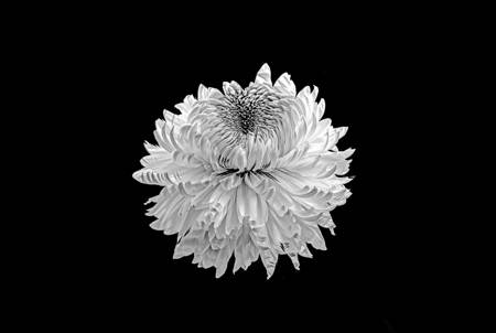 Chrysanthemum