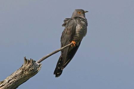 Cuckoo