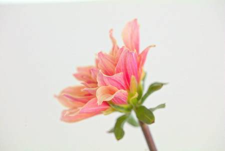 Dahlia 