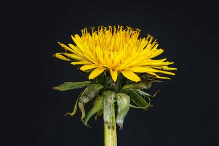 Dandelion 