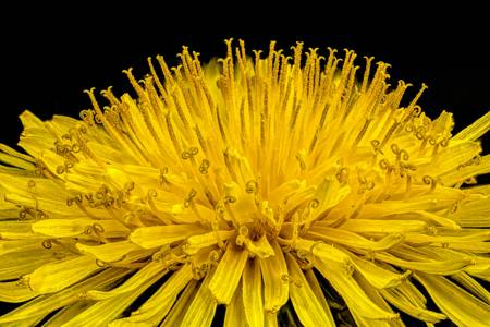 Dandelion 
