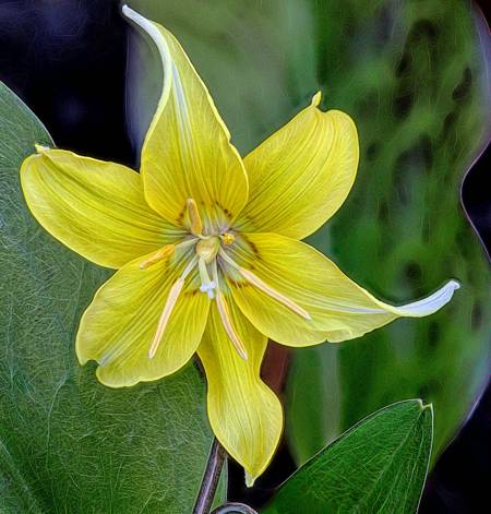 Dog's-tooth Violet
