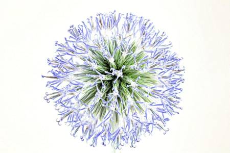 Echinops 