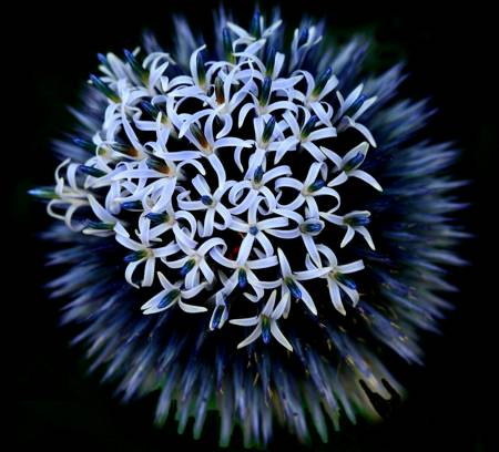 Echinops