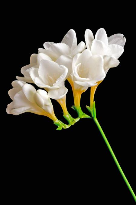 Freesia