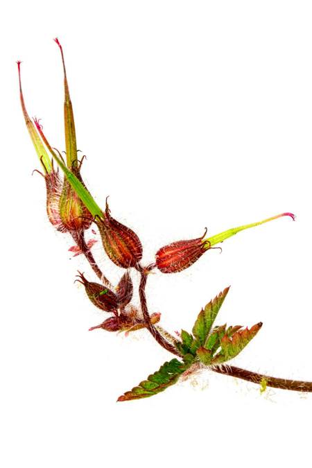 Geranium