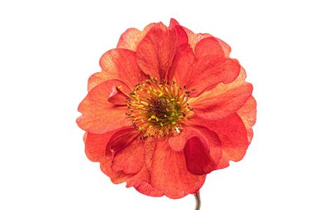 Geum 