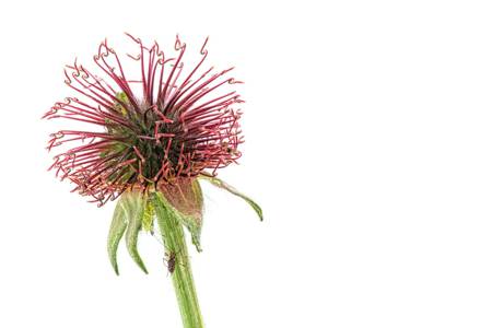 Geum