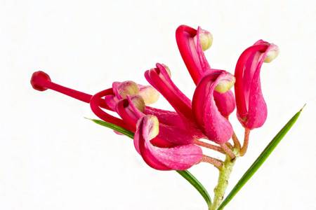 Grevillia