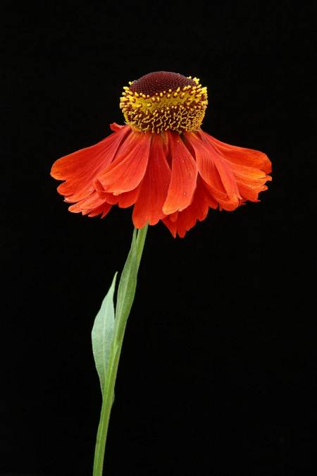 Helenium 