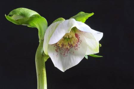 Hellebore 