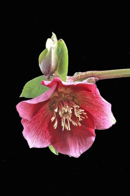 Hellebore