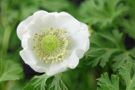 Hellebore