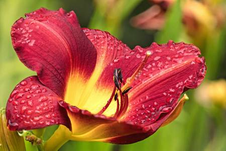 Hemerocallis (Day Lily) 