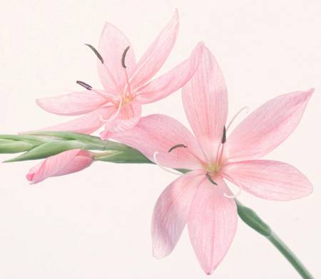 Hesperantha (Kaffir Lily )