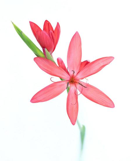 Hesperantha (River Lily)