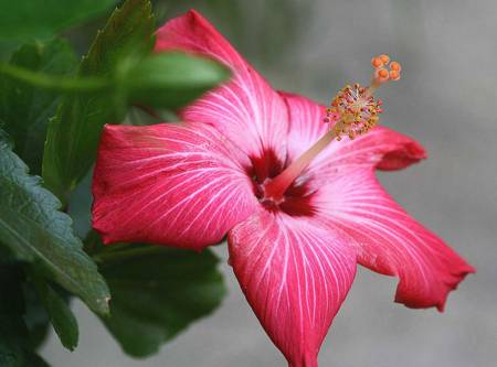 Hibiscus