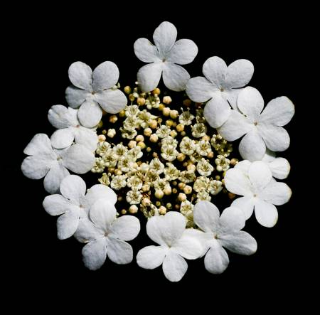 Hydrangea