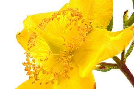 Hypericum