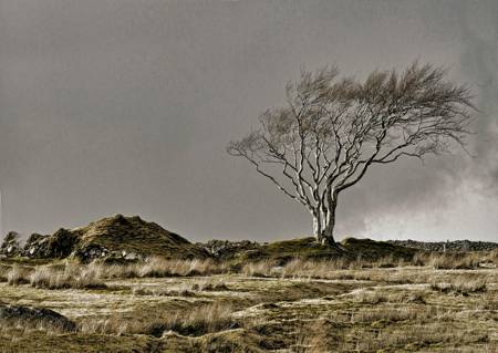 Tree at Whiteworks, Dartmoor