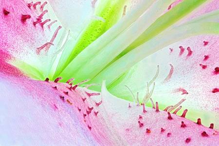 Lily