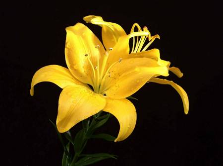 Lily 