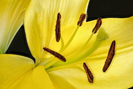 Lily