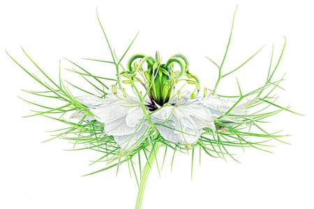 Love in a Mist 