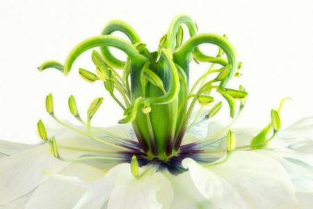 Love in a Mist