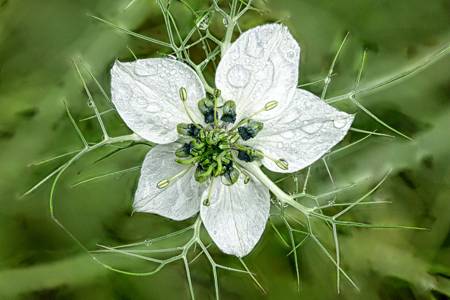 Love in a Mist (Nigella)
