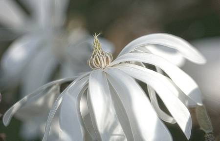 Magnolia