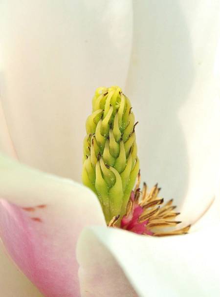 Magnolia