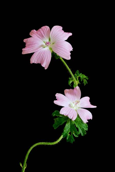 Mallow