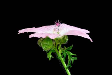 Mallow
