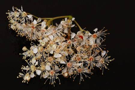 Meadowsweet