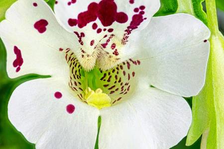 Mimulus