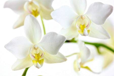 Orchid 